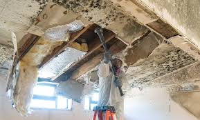 Best Attic Mold Removal  in Avenal, CA